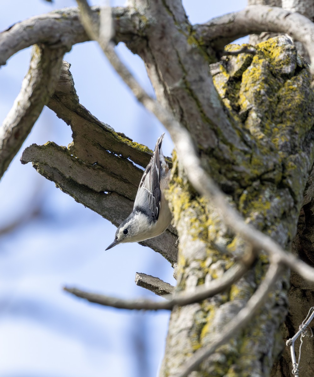 White-breasted Nuthatch - ML641069194