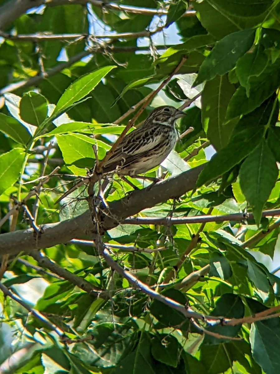 Lark Bunting - ML641069209
