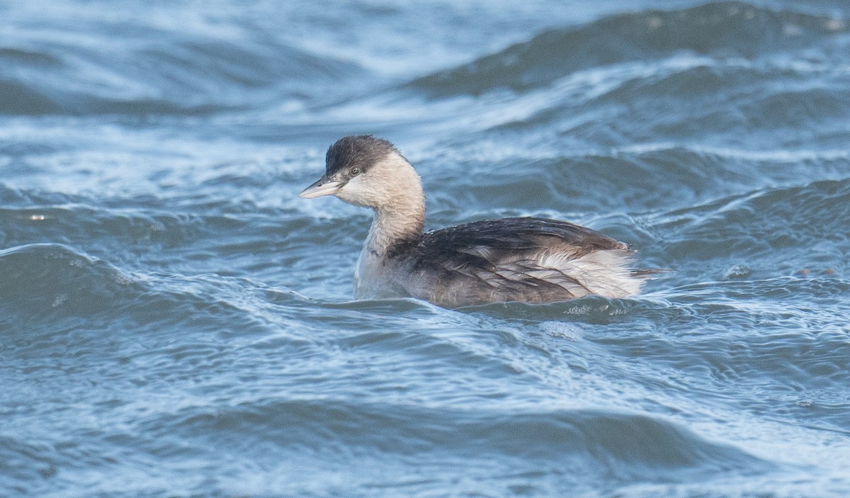 Hoary-headed Grebe - ML641069221