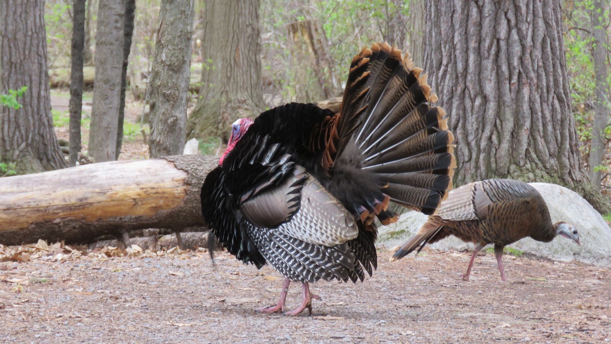 Wild Turkey - ML641069251