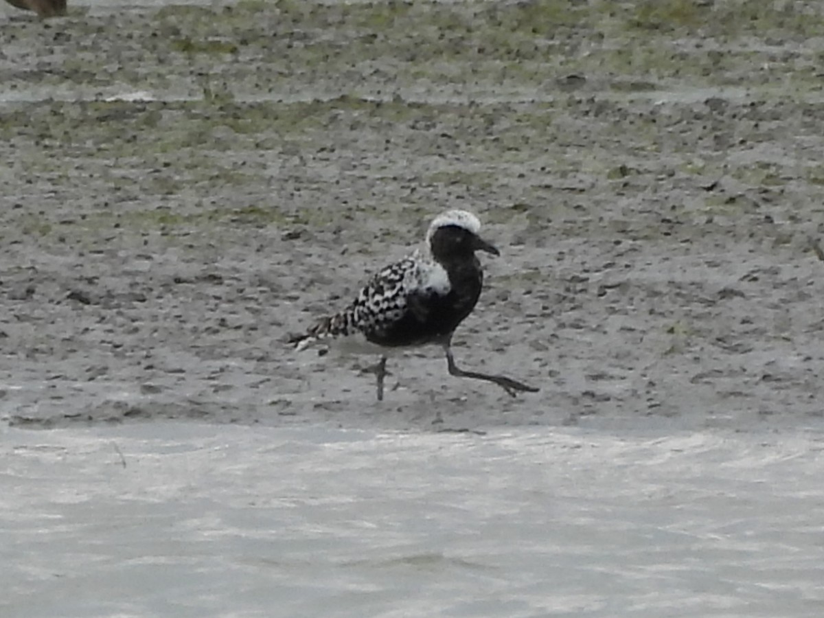 Black-bellied Plover - ML641069282