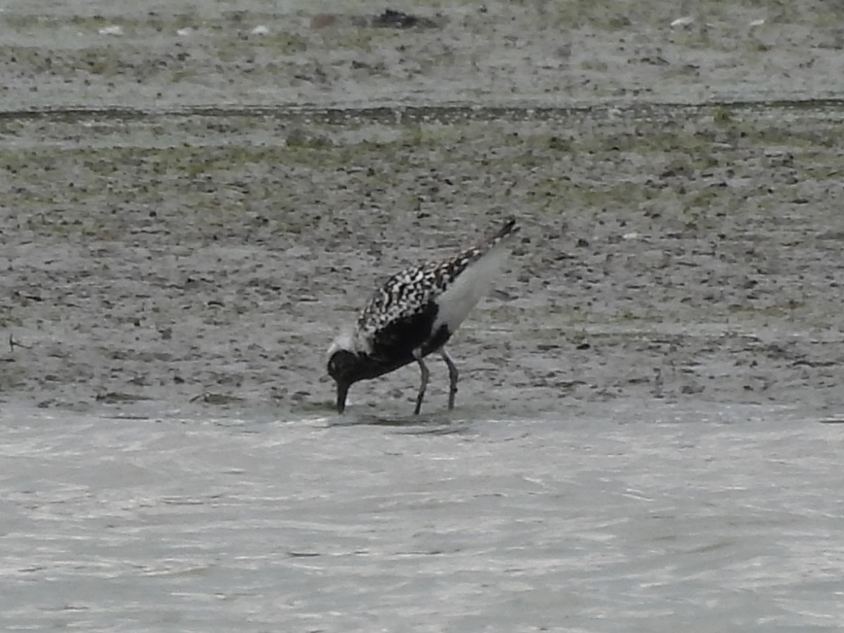 Black-bellied Plover - ML641069283