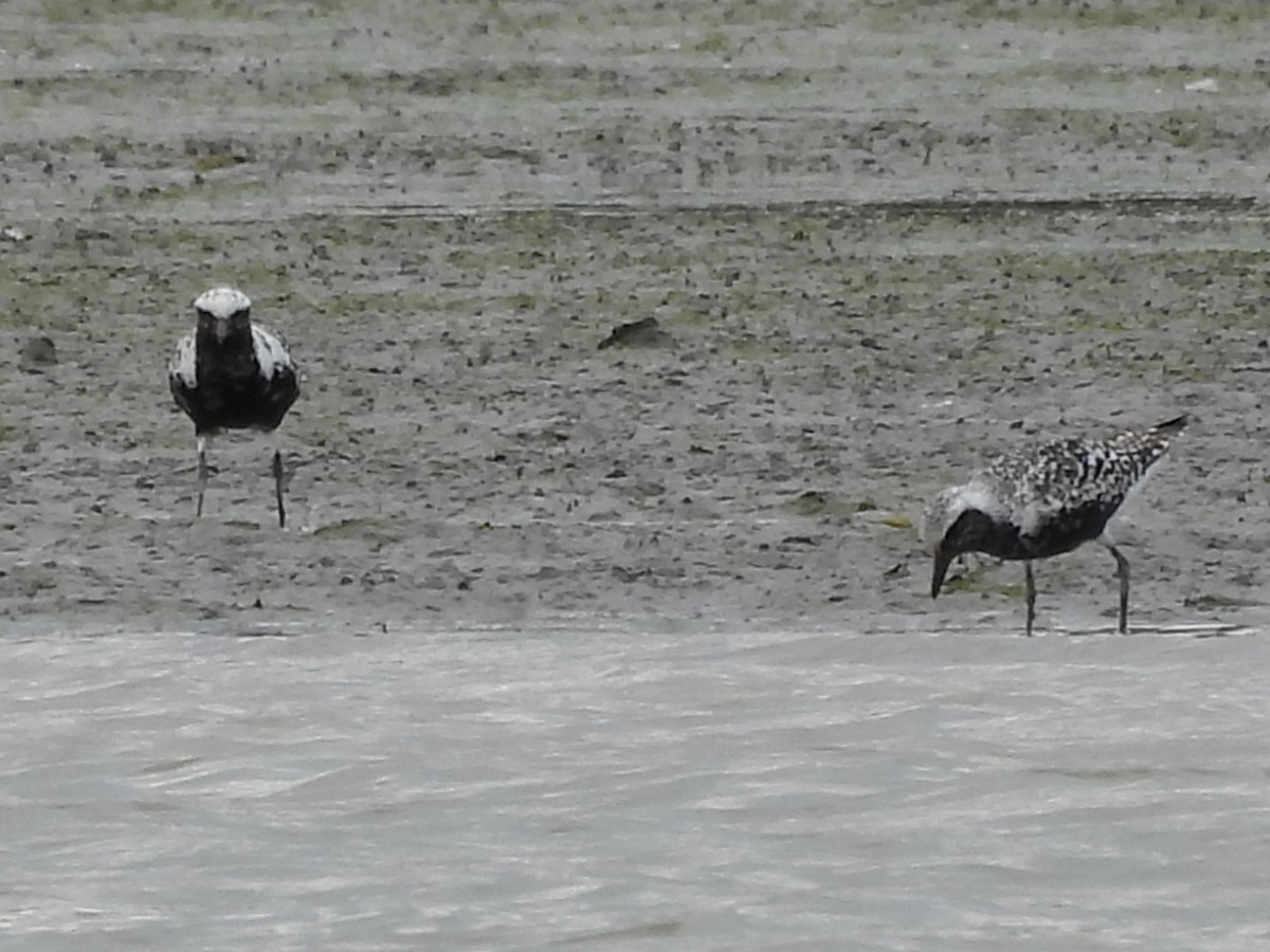 Black-bellied Plover - ML641069284