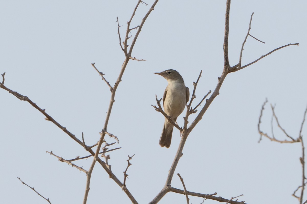 Upcher's Warbler - ML641069298