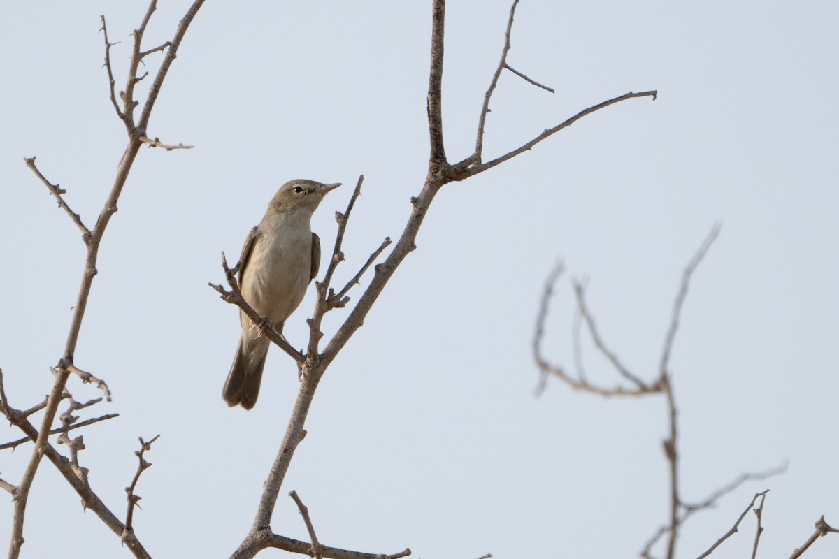 Upcher's Warbler - ML641069299