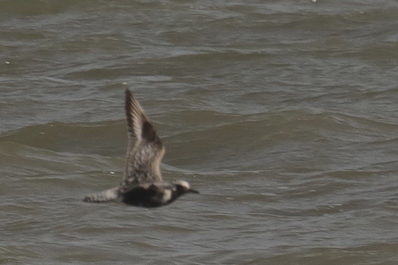 Black-bellied Plover - ML641069327