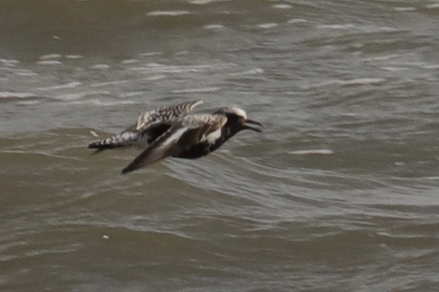 Black-bellied Plover - ML641069329