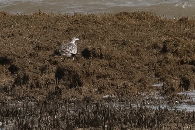 Black-bellied Plover - ML641069330