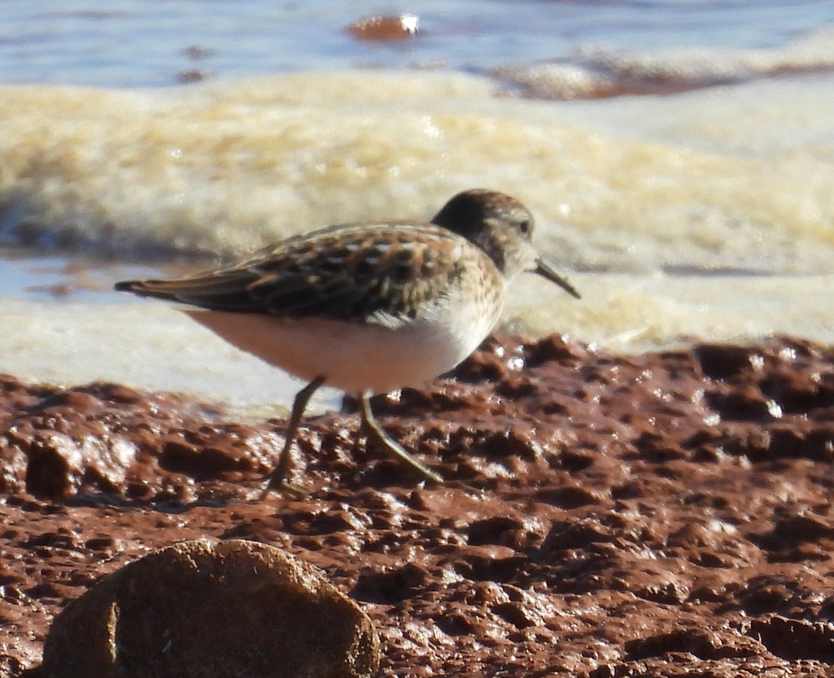 pygmésnipe - ML641069340