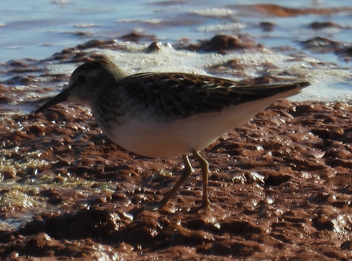 pygmésnipe - ML641069342