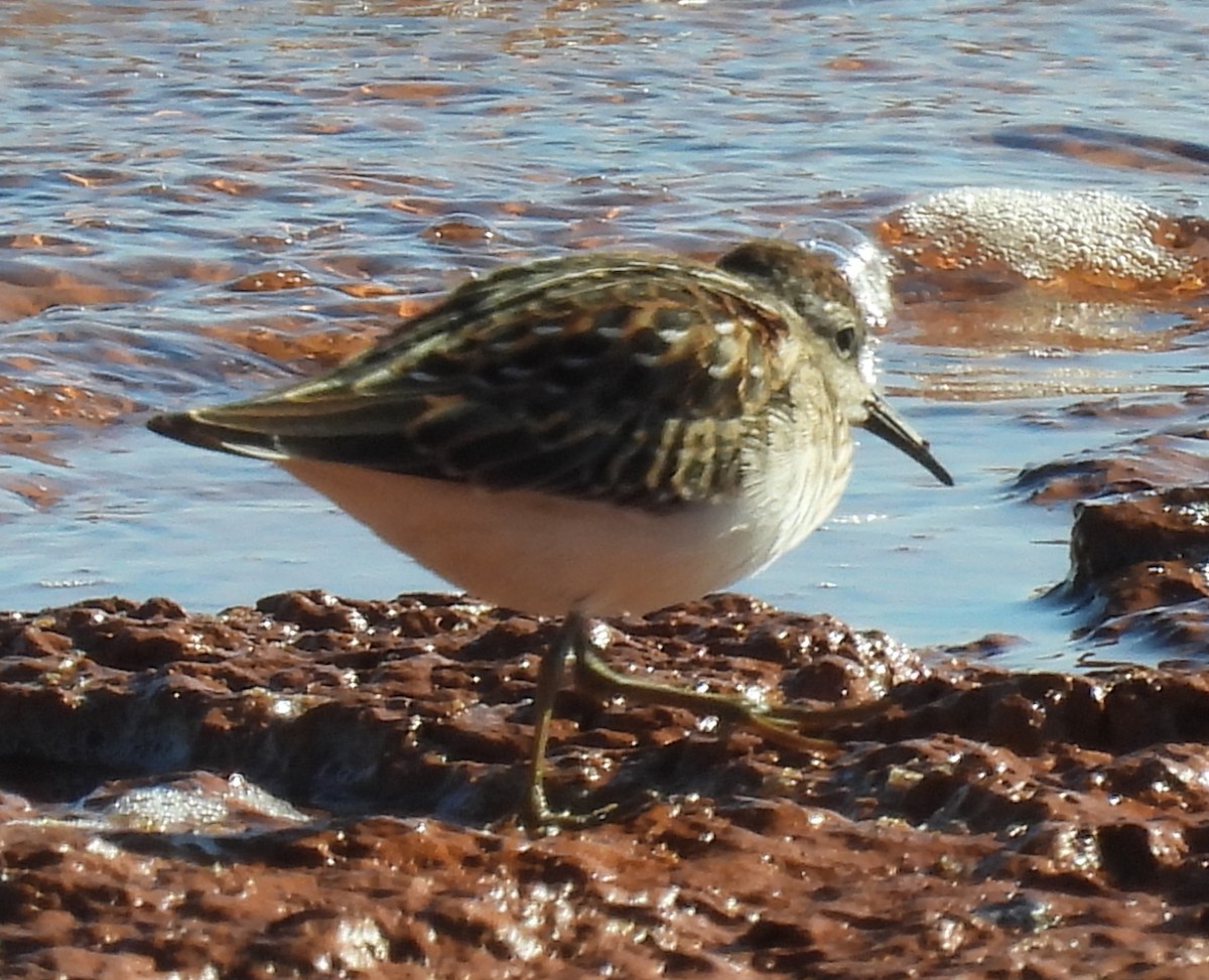 pygmésnipe - ML641069343