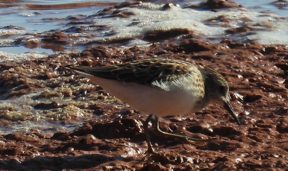 pygmésnipe - ML641069344