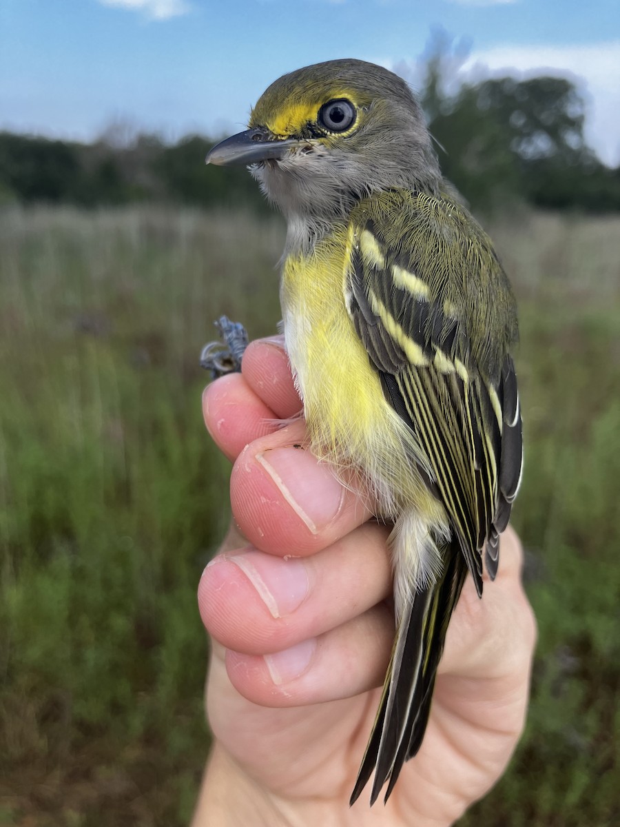White-eyed Vireo - ML641069349