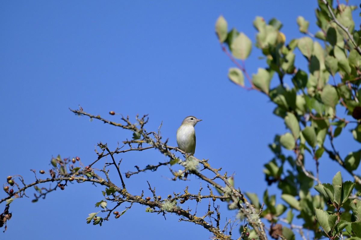 Western Warbling Vireo - ML641069366