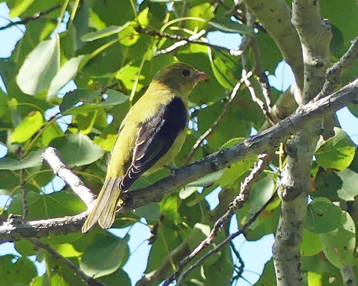 Scarlet Tanager - ML641069373