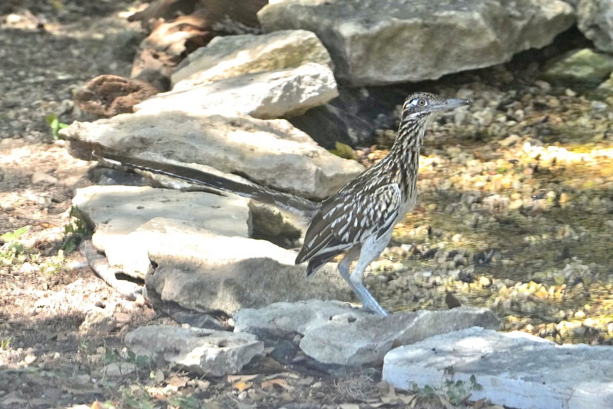 Greater Roadrunner - ML641069390