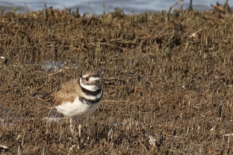 Killdeer - ML641069406