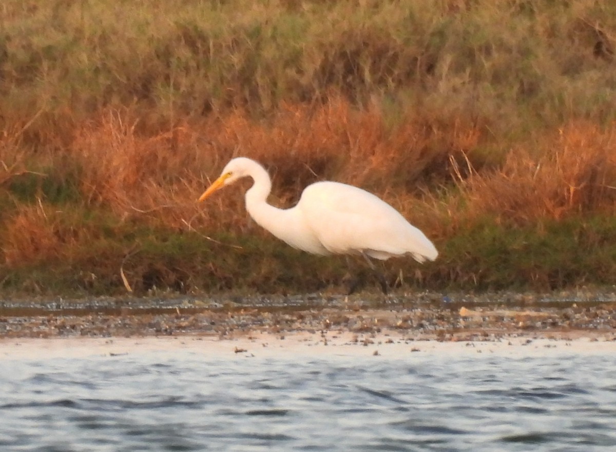 Yellow-billed/Medium Egret - ML641069418