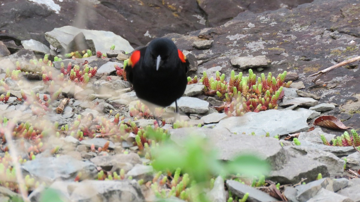 Red-winged Blackbird - ML641069422
