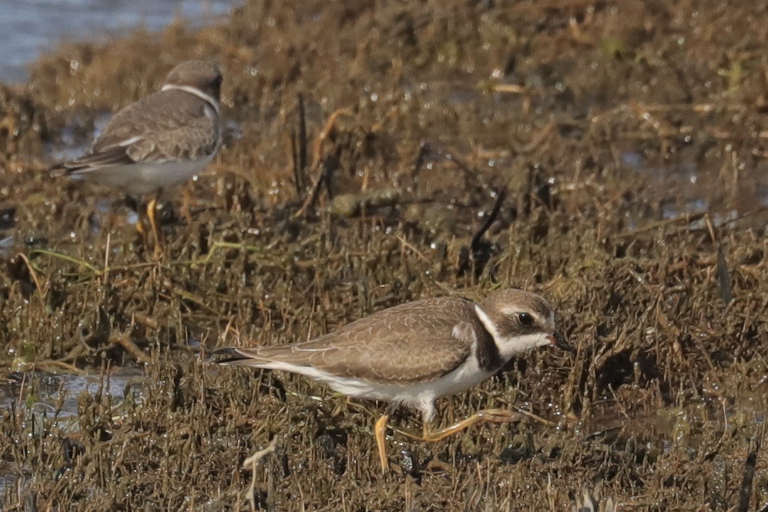 Semipalmated Plover - ML641069424