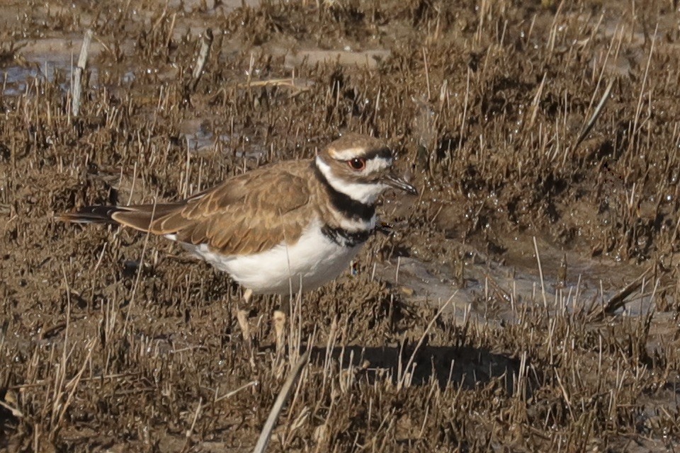 Killdeer - ML641069425