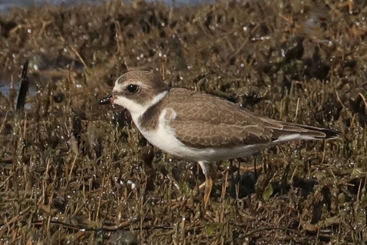 Semipalmated Plover - ML641069426