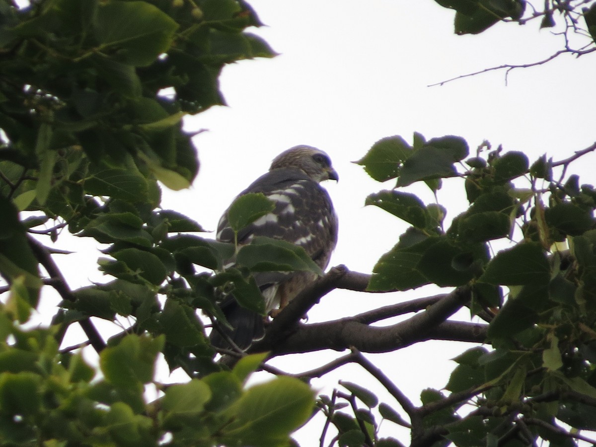 Mississippi Kite - ML641069432