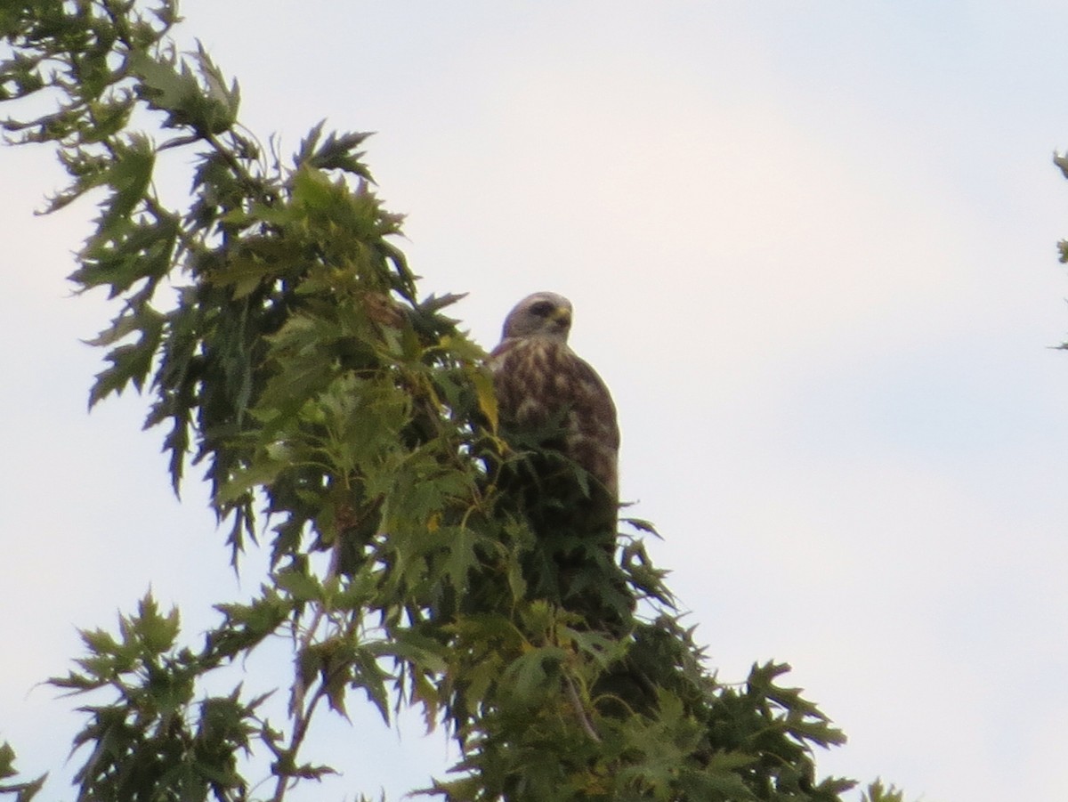 Mississippi Kite - ML641069440