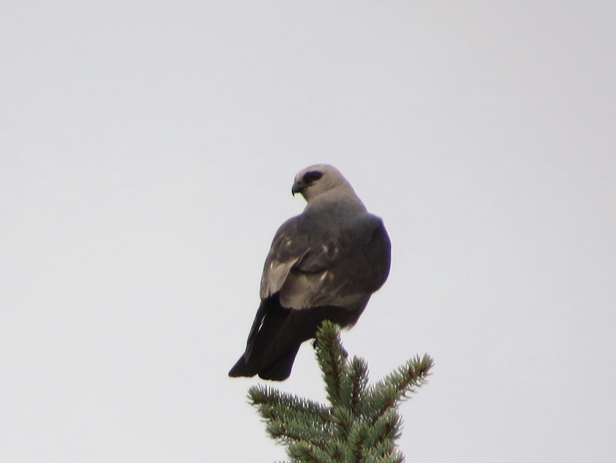 Mississippi Kite - ML641069461