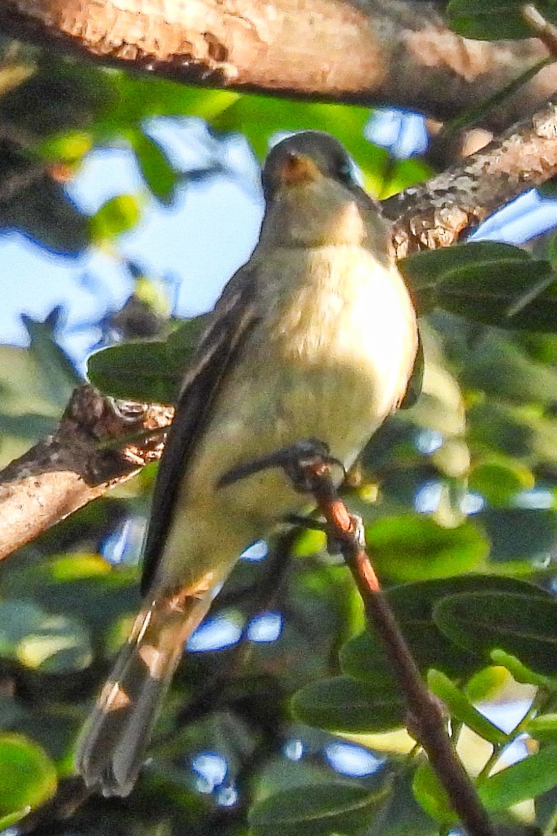 Blasskehl-Schnäppertyrann - ML641069466