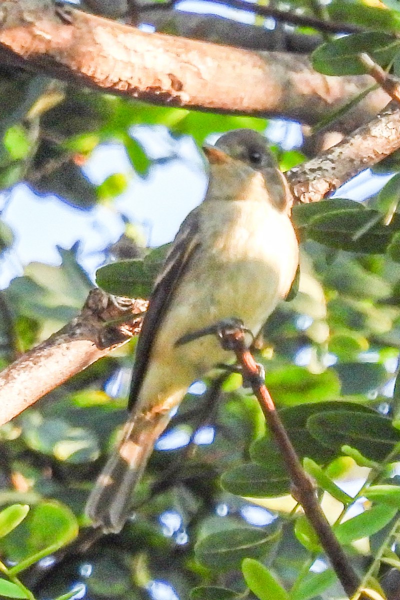 Blasskehl-Schnäppertyrann - ML641069467