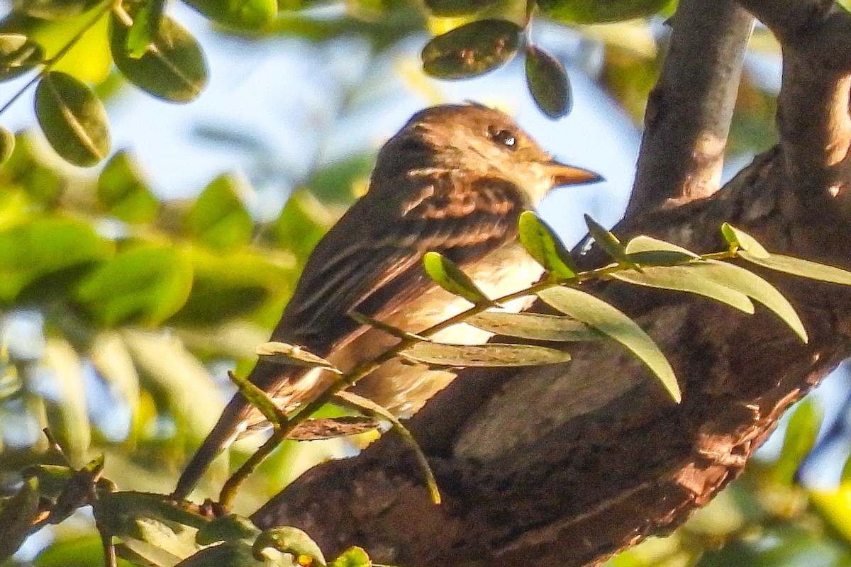 Blasskehl-Schnäppertyrann - ML641069468