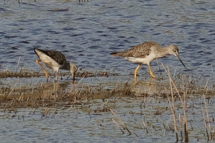 Greater Yellowlegs - ML641069470