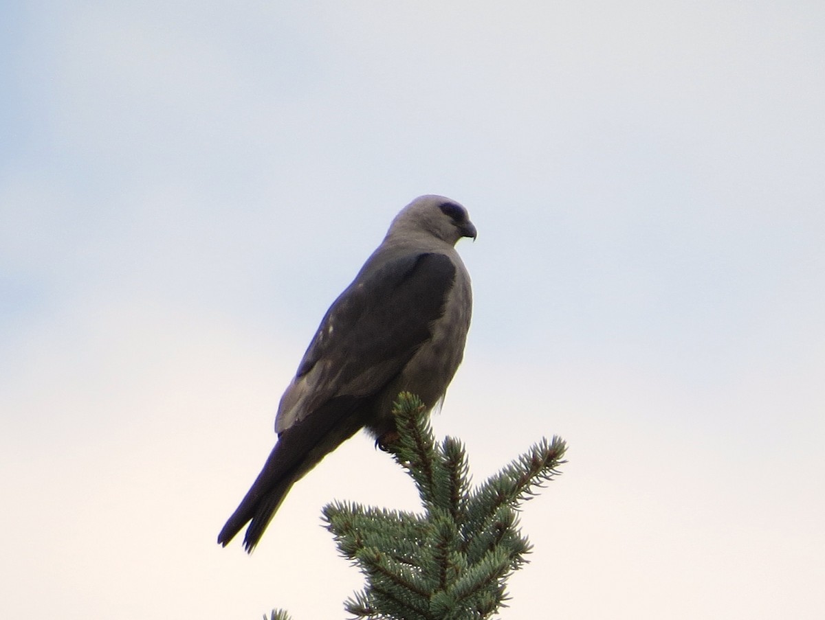 Mississippi Kite - ML641069474
