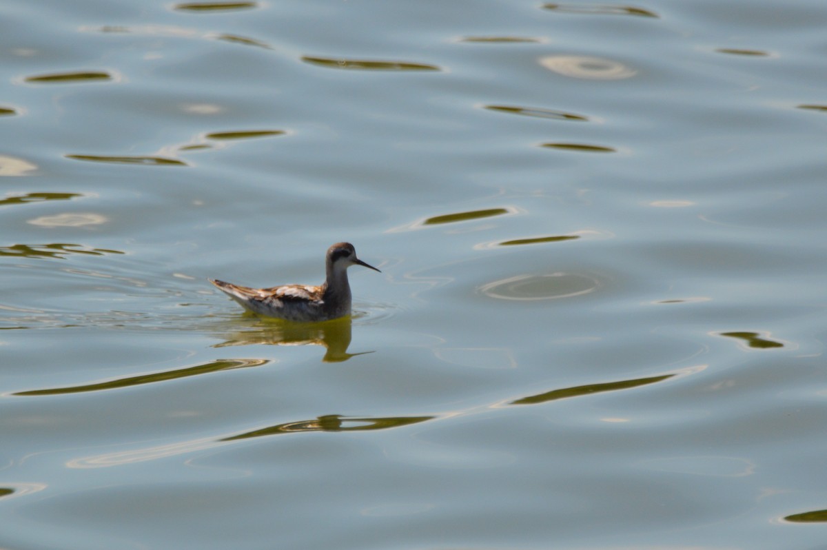 紅領瓣足鷸 - ML641069480