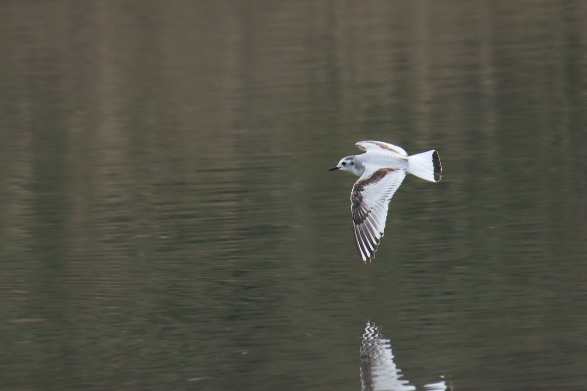 Little Gull - ML641069511