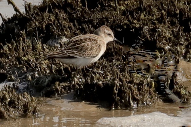 Semipalmated Sandpiper - ML641069523