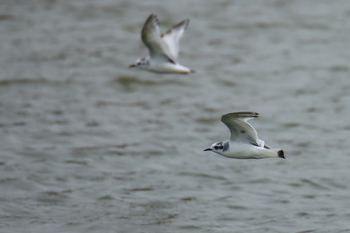 Little Gull - ML641069531