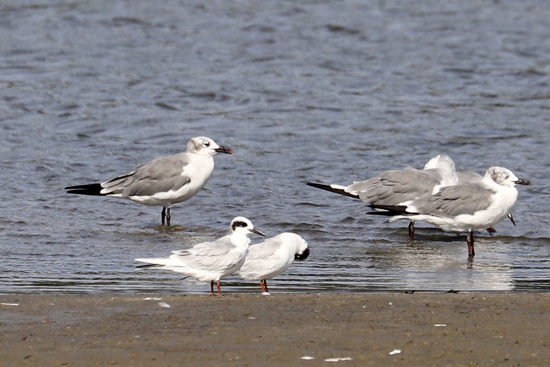 Forster's Tern - ML641069537