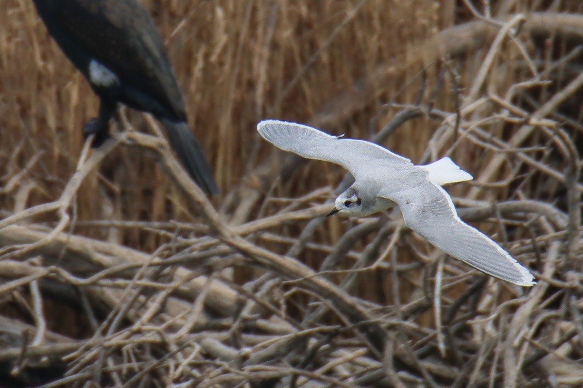 Little Gull - ML641069538