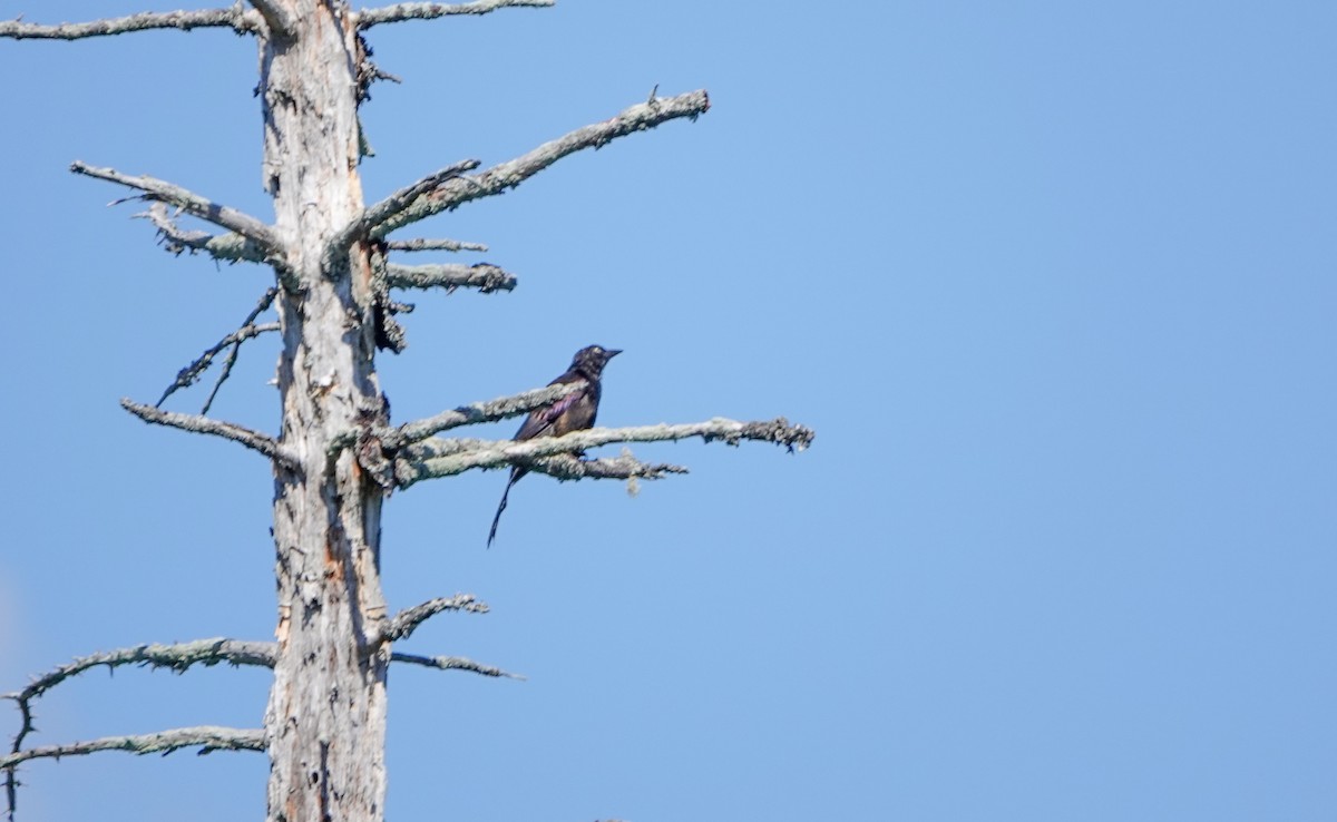 Common Grackle - ML641069565