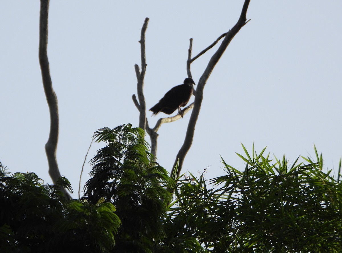 Black Vulture - ML641069566