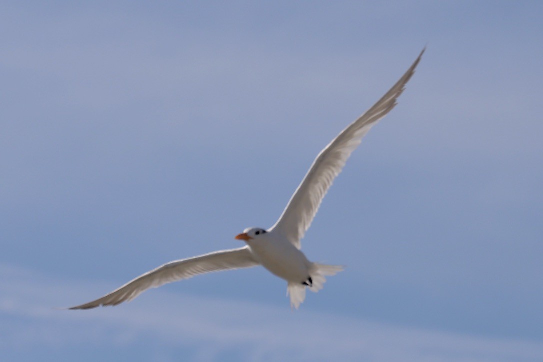Royal Tern - ML641069581