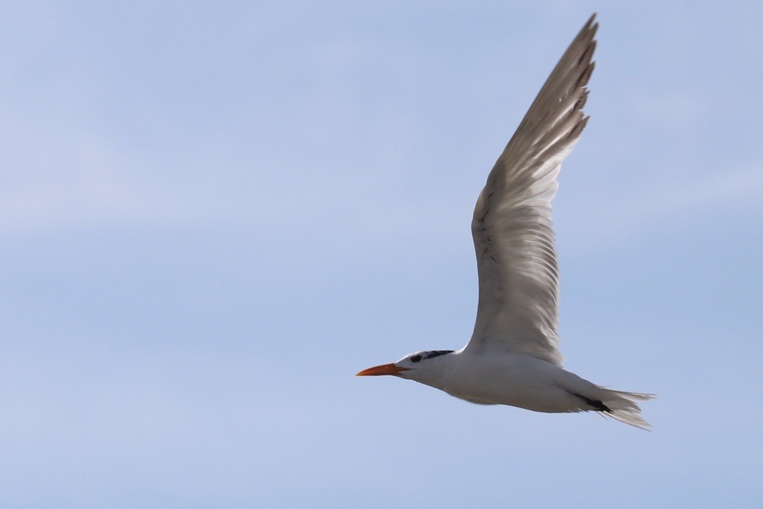 Royal Tern - ML641069582