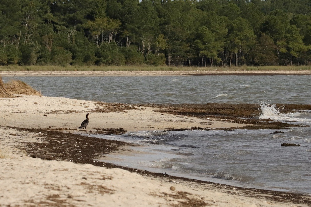Double-crested Cormorant - ML641069613