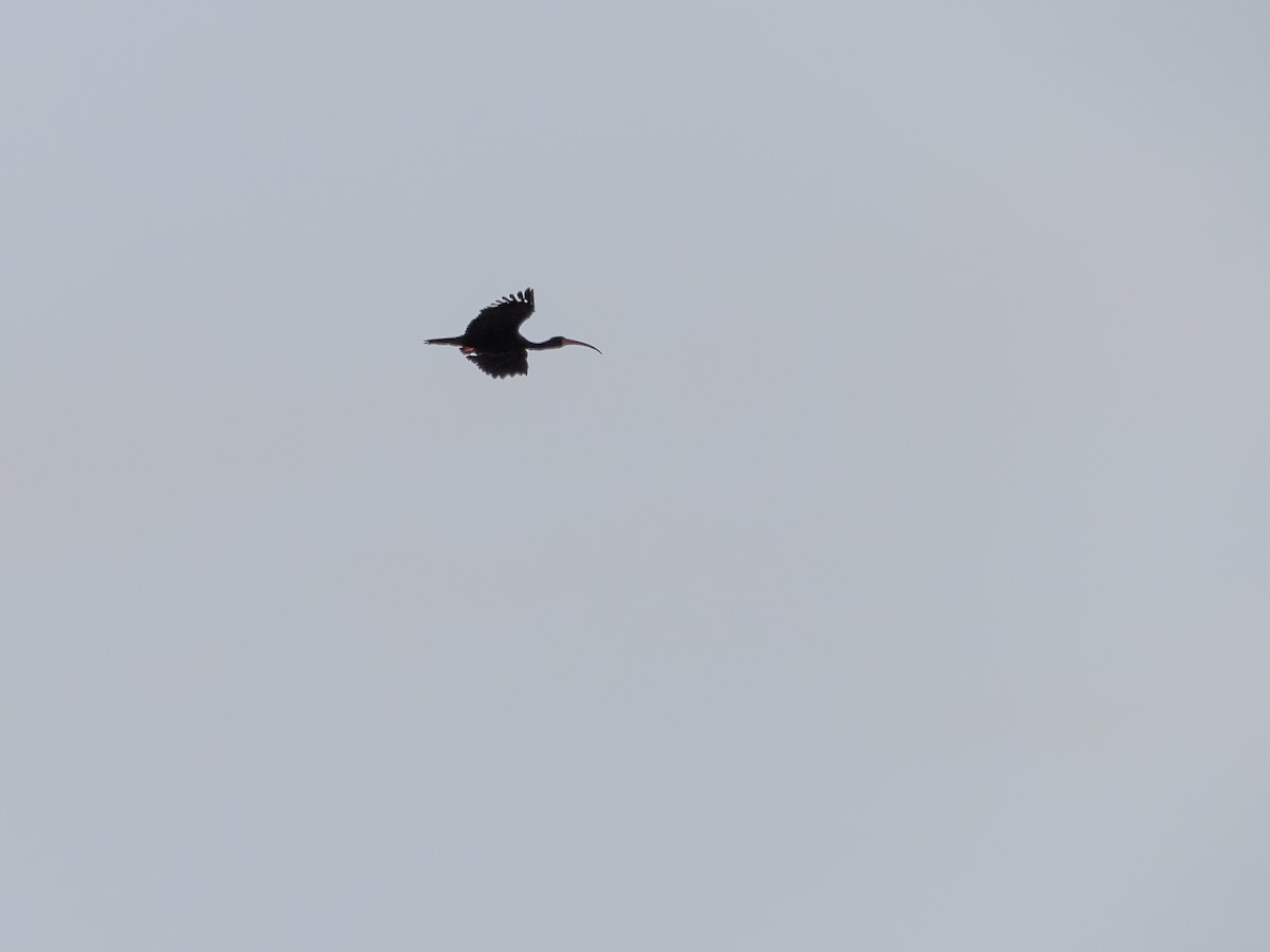 Ibis à face nue - ML641069614