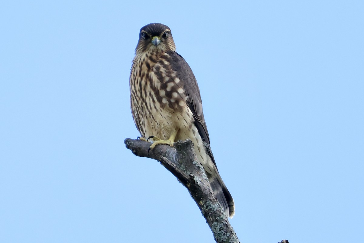 Belatz txikia - ML641069629