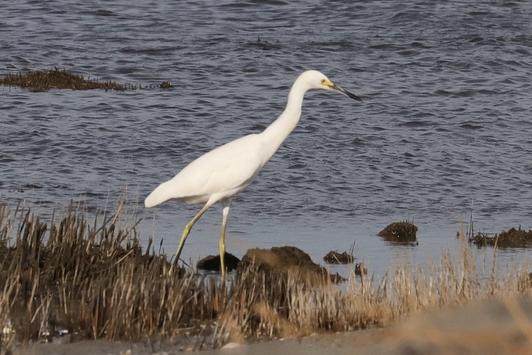 Snowy Egret - ML641069648