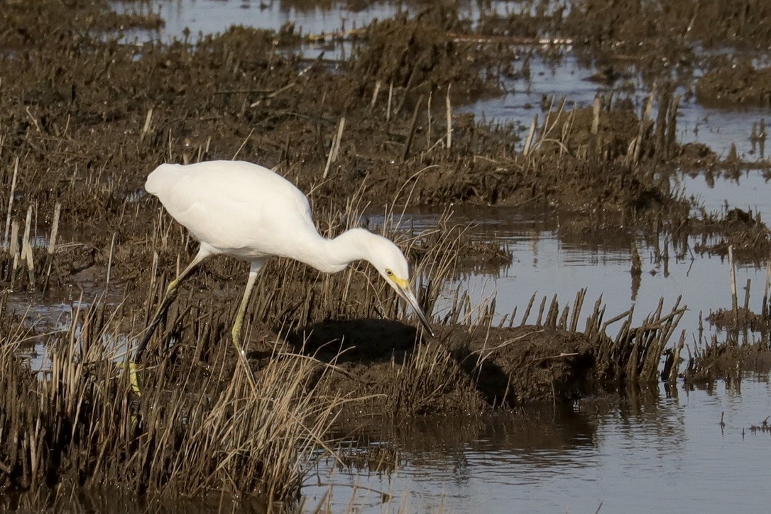 Snowy Egret - ML641069649