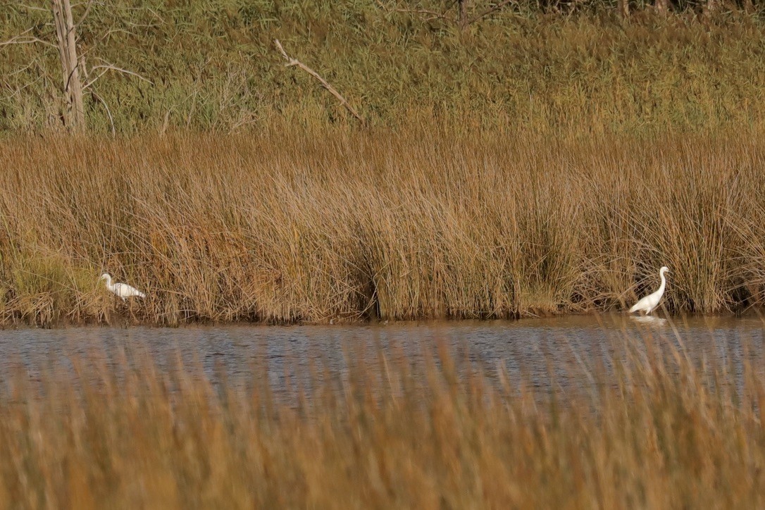 Snowy Egret - ML641069650
